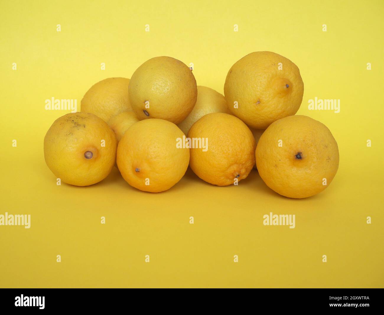 lemon fruits (scientific name Citrus limon) over yellow background