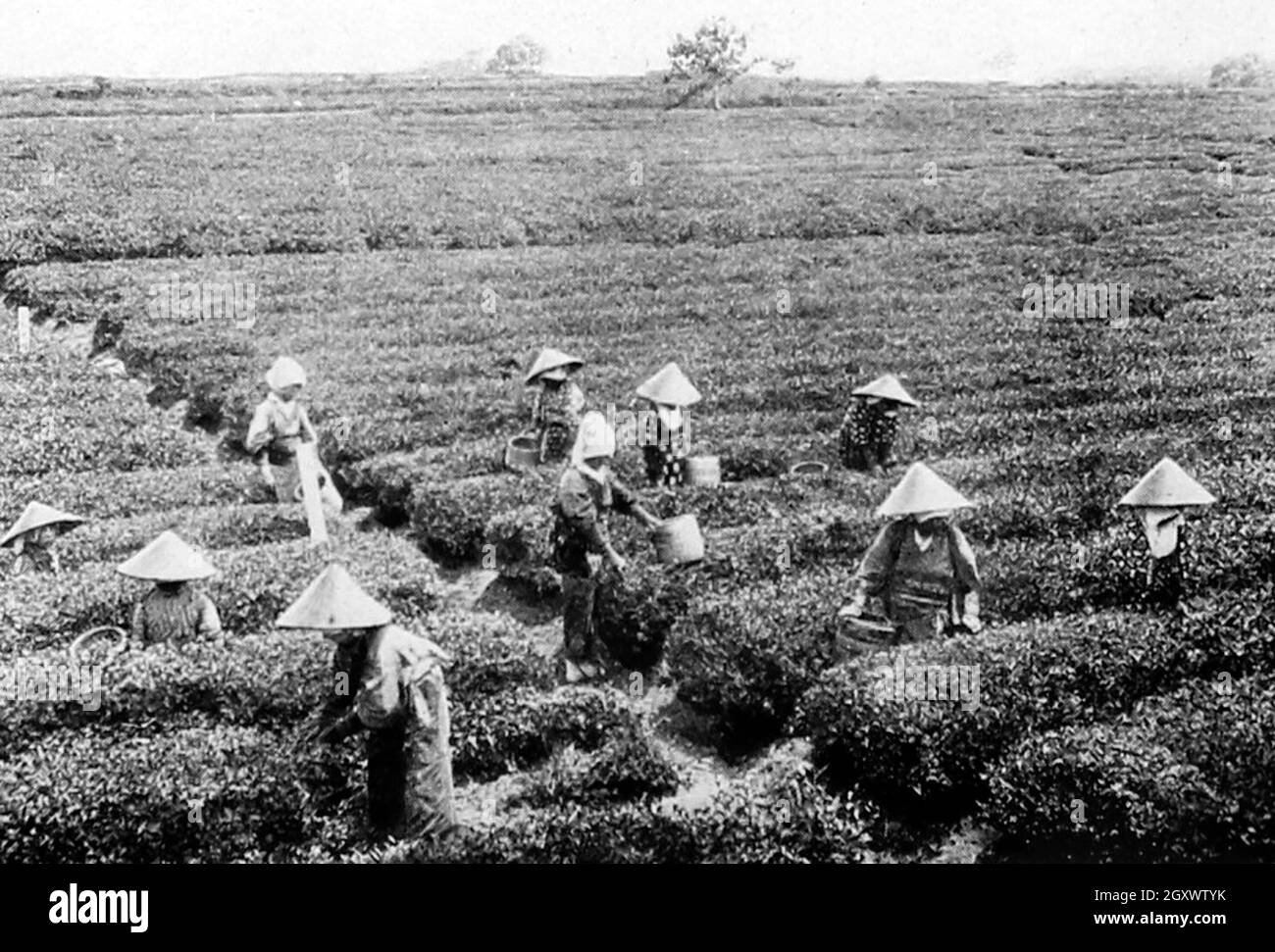 Tea pickers, Japan, early 1900s Stock Photo