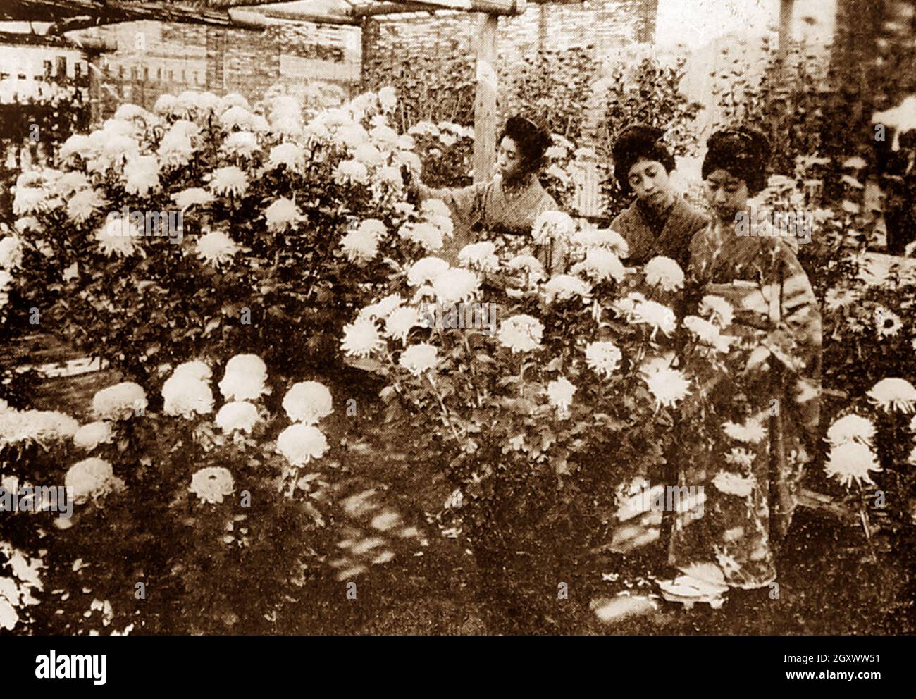 Chrysanthemum Show, Japan, early 1900s Stock Photo