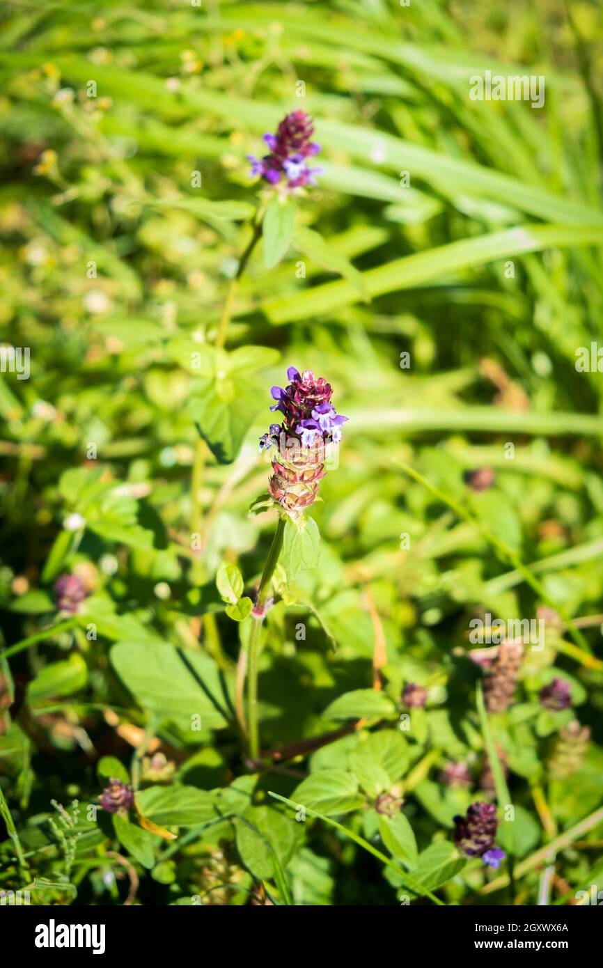 Flowers of a Common Selfheal (Prunella vulgaris). The young leaves and