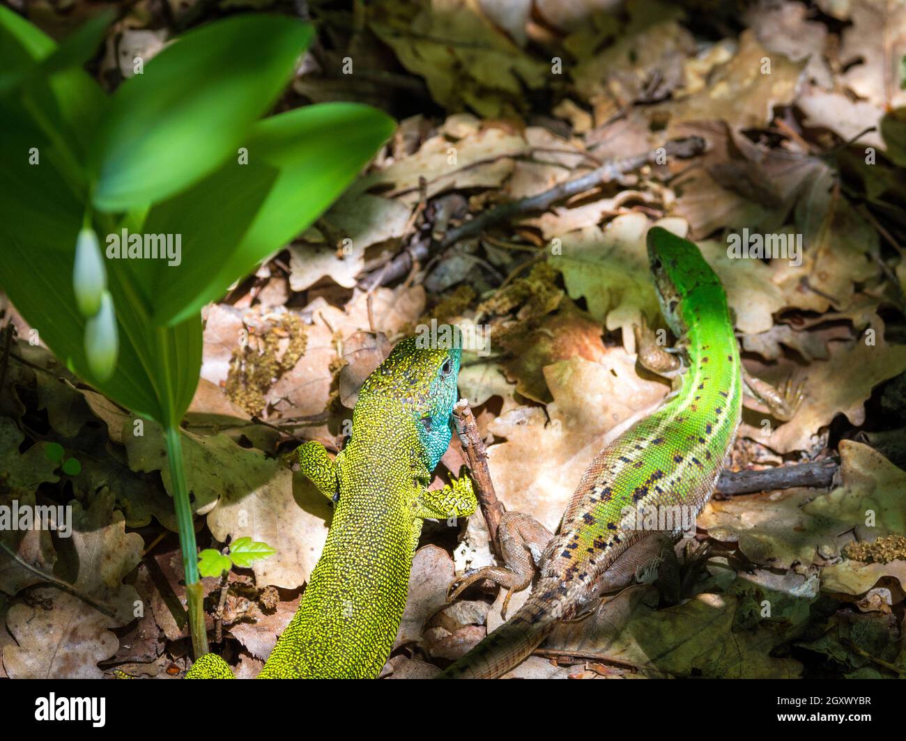 couple of emerald lizards on forest floor Stock Photo