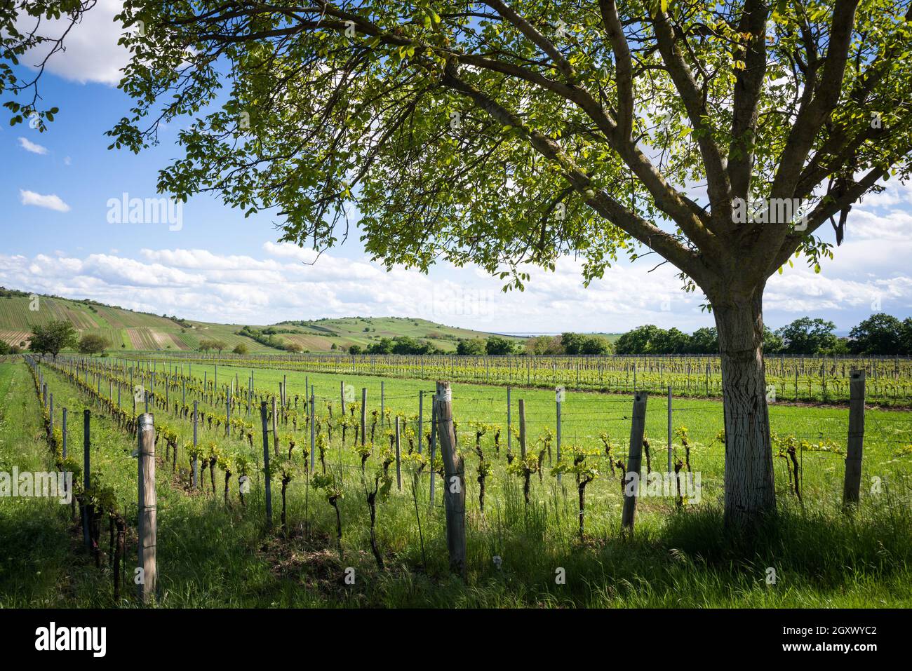 Tree between vineyards near jois and winden in Burgenland Stock Photo