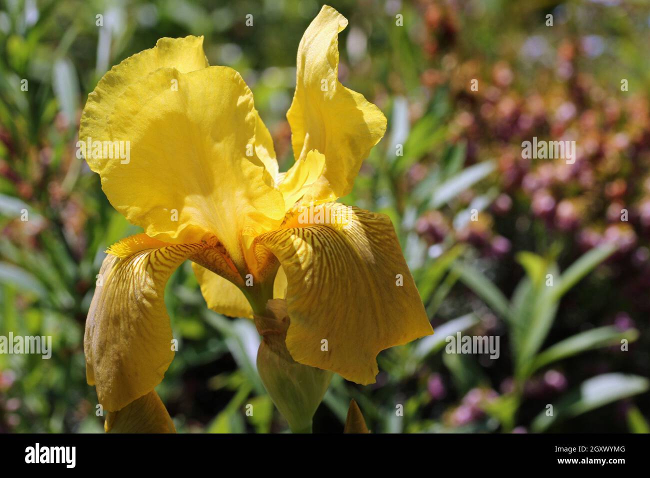 Bearded yellow iris flower with brown markings in close up and a blurred background of plants. Stock Photo