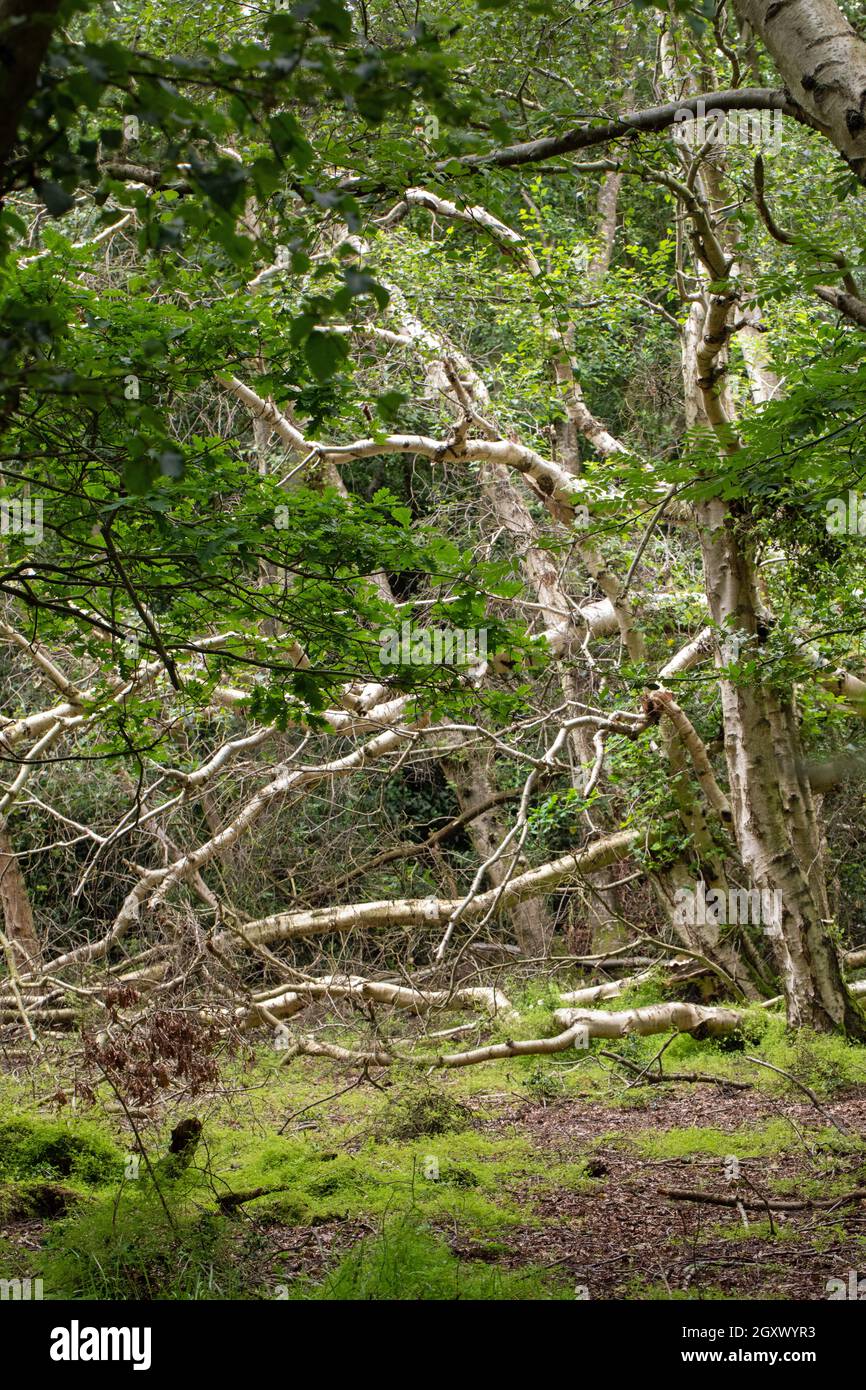 Downy Birch (Betula pubescens). Upper branches and trunk of a dead fallen tree. Transitional stage natural tree succession, Calthorpe Broad NNR, Norfo Stock Photo