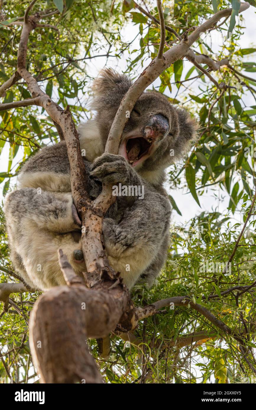 Koala Mouth Open High Resolution Stock Photography And Images Alamy