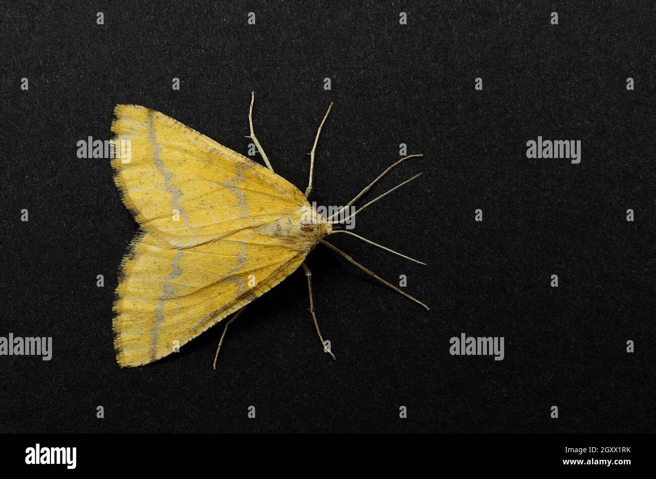 Agriopis aurantiaria, the scarce umber, is a moth of the family Geometridae They are nocturnal moths Stock Photo