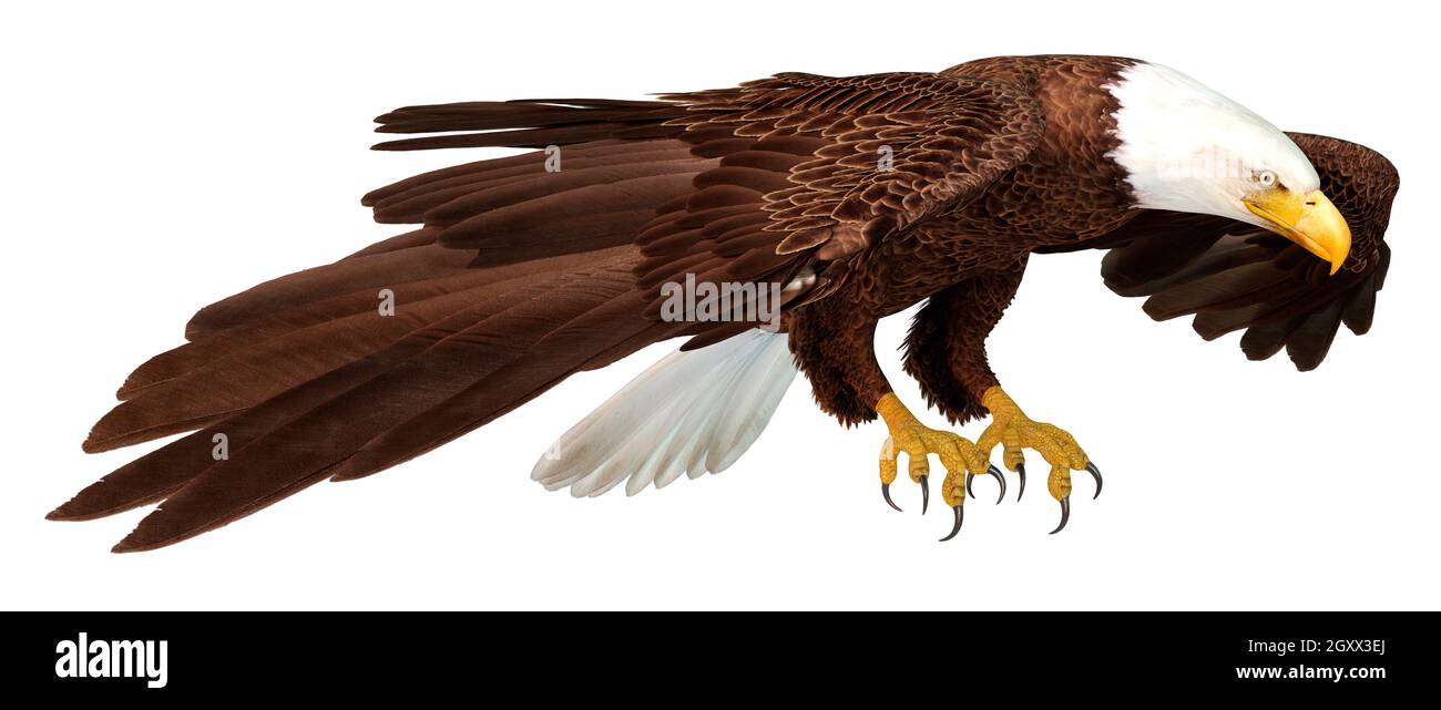 3D rendering of a bald eagle isolated on white background Stock Photo ...