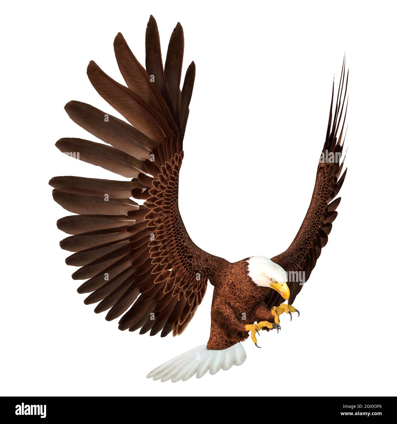 3D rendering of a bald eagle isolated on white background Stock Photo ...