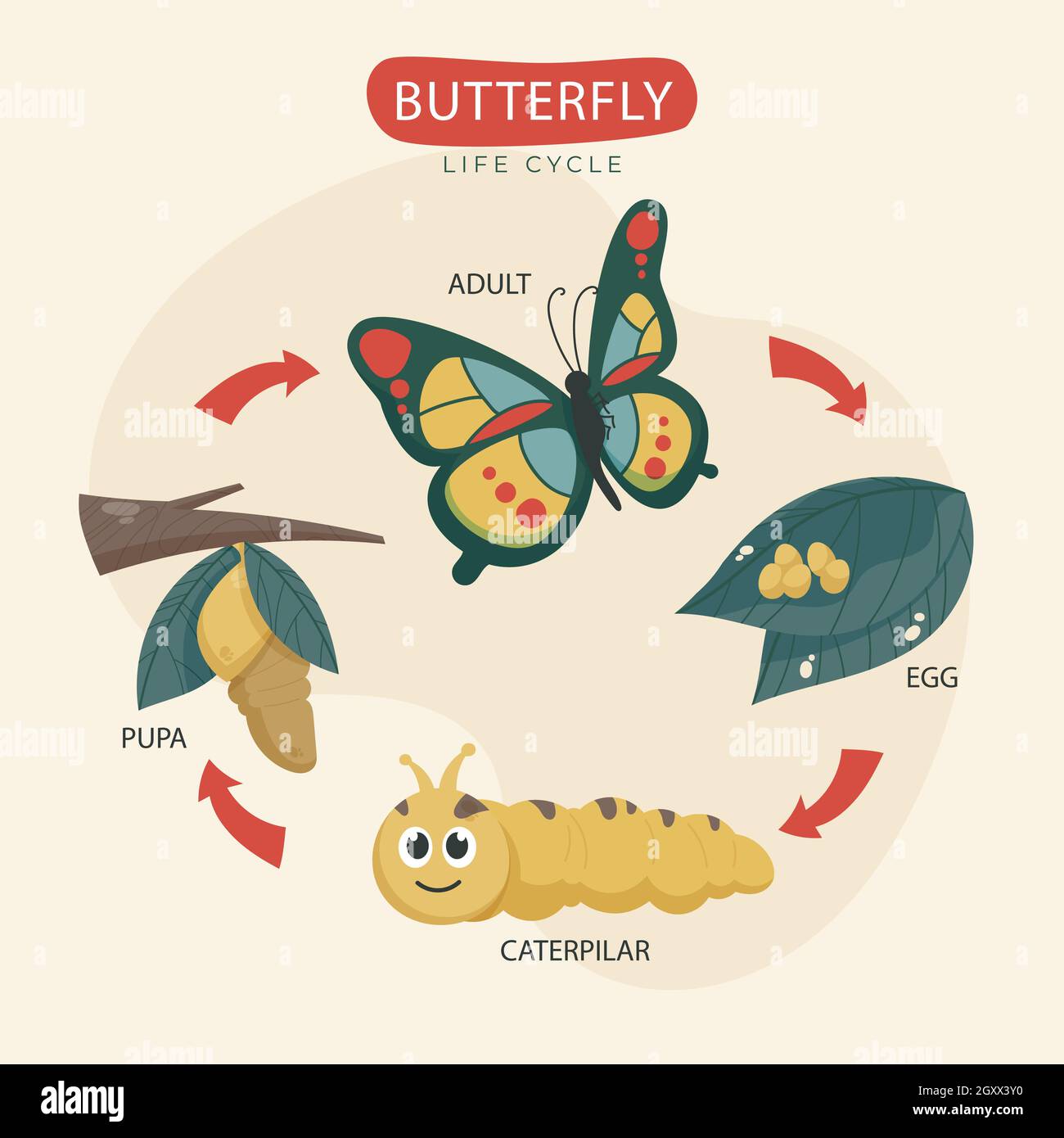 Hand drawn butterfly life cycle Vector illustration Stock Vector Image