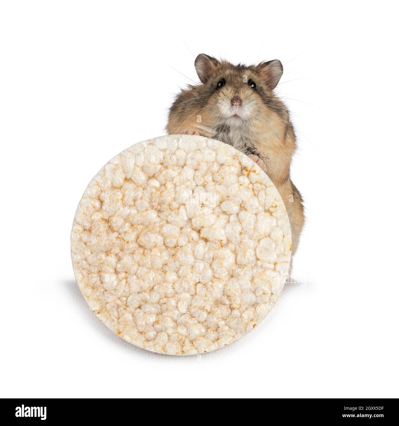 hamster rice