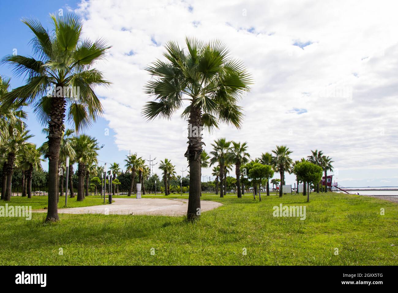 Palm trees in park of the beach, Anaklia, Georgia. Resort view. Stock Photo