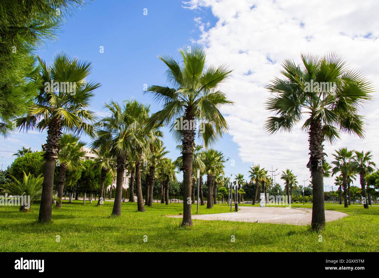 Palm trees in park of the beach, Anaklia, Georgia. Resort view. Stock Photo
