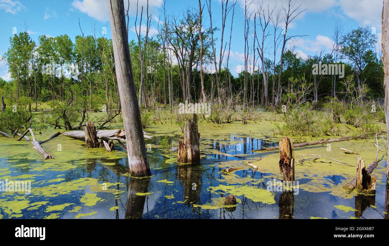 Swamp with tree trunks and green algae Stock Photo - Alamy