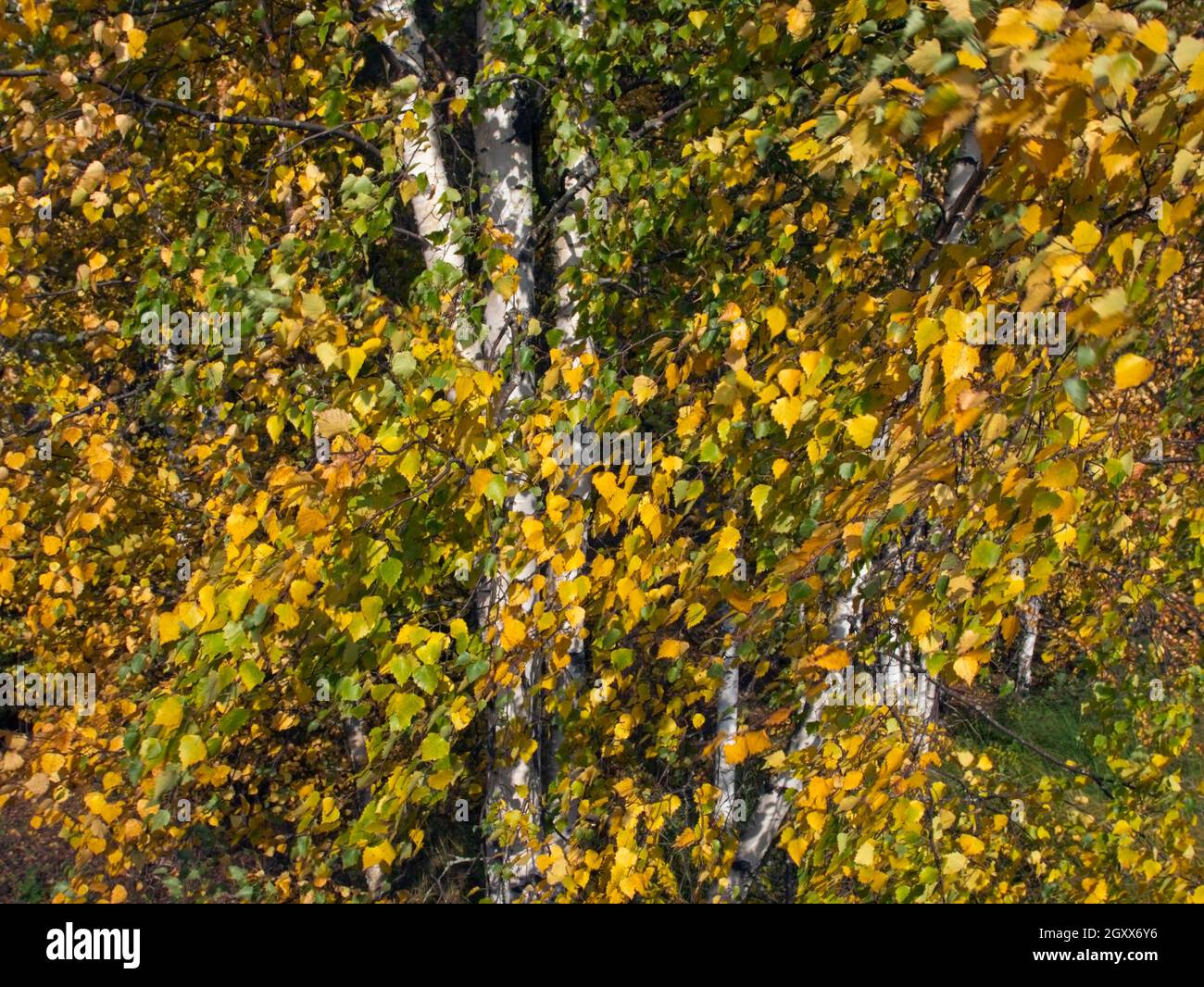 Bright leaf of birch tree in autumn sunlight hi-res stock photography ...
