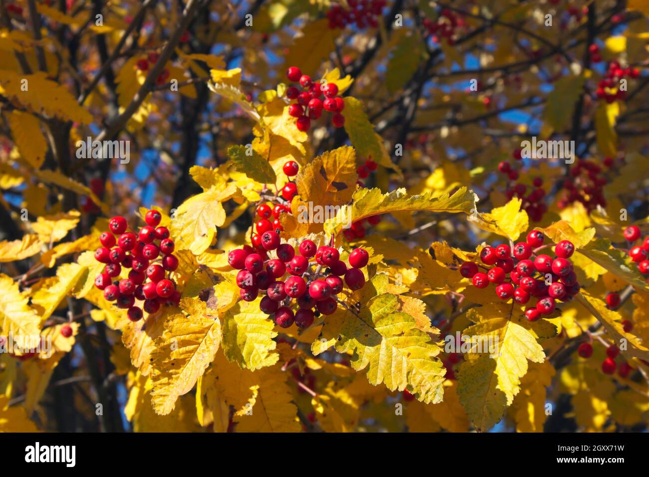 Sorbus × hybrida autumn leaves and berries, Finland Stock Photo