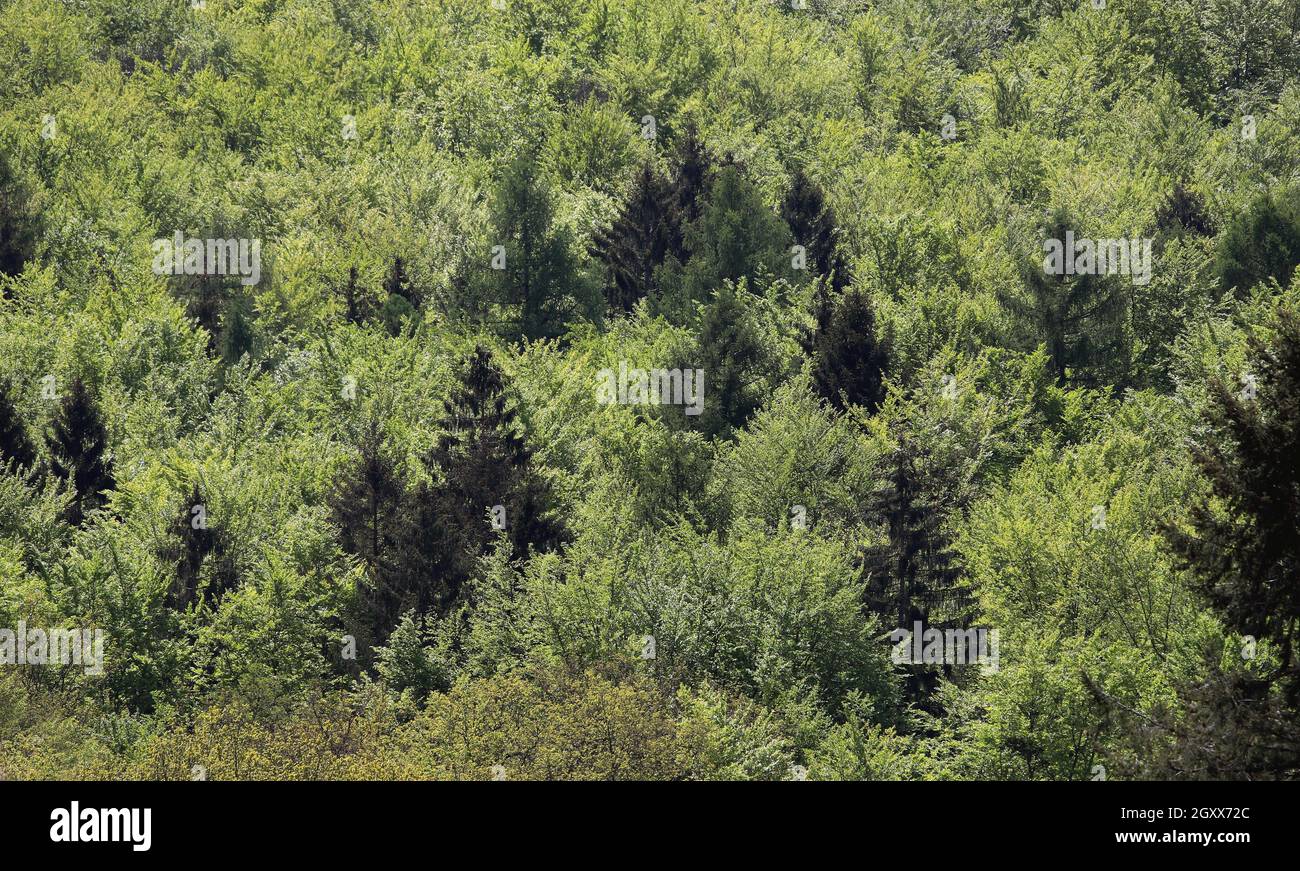 Wie im Urwald wirkt dieser Blick in den Laub- Nadelmischwald im Naturpark Arnsberger Wald, einem Naturschutzgebiet mit seltenen Tieren und Pflanzen. N Stock Photo