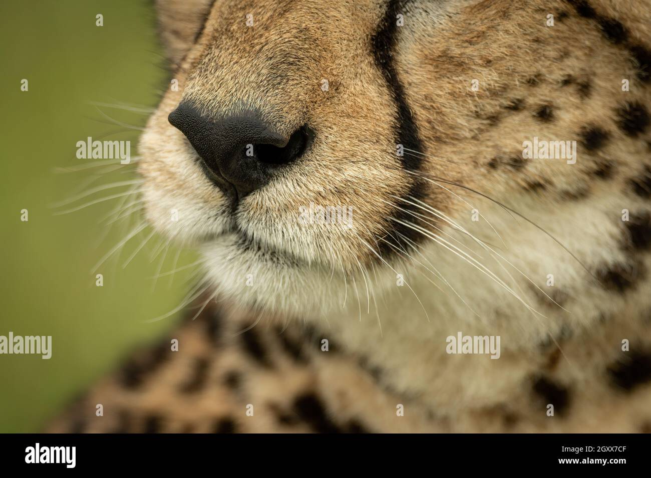 Cheetah nose hi-res stock photography and images - Alamy