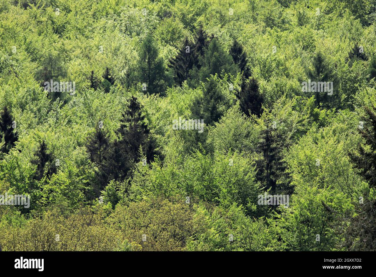 Wie im Urwald wirkt dieser Blick im Mai in den Laub- Nadelmischwald am Berghnang des Stierkopfes, im Naturpark Arnsberger Wald, einem Naturschutzgebie Stock Photo