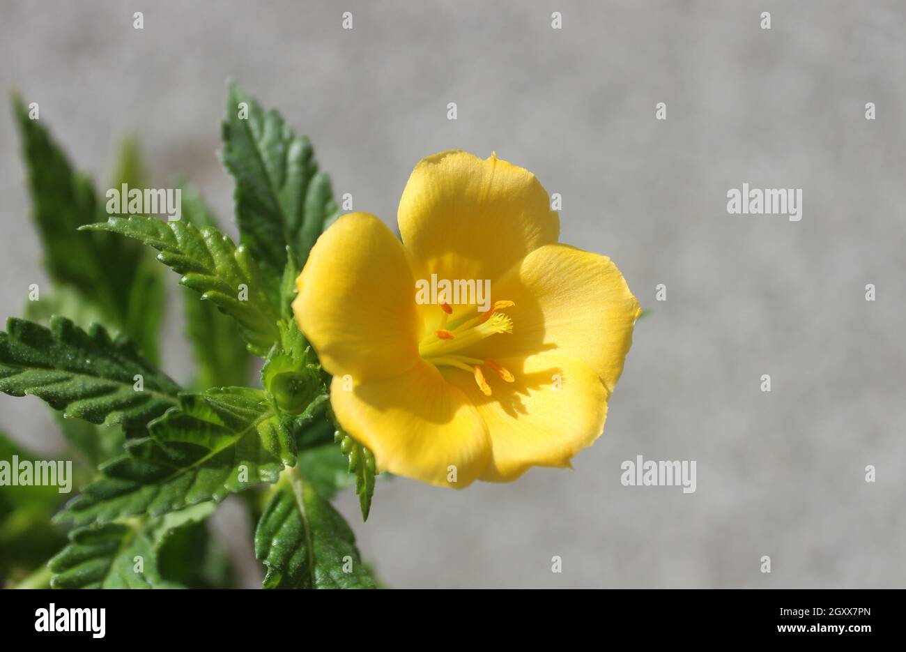 blossoming damiana in the garden Stock Photo