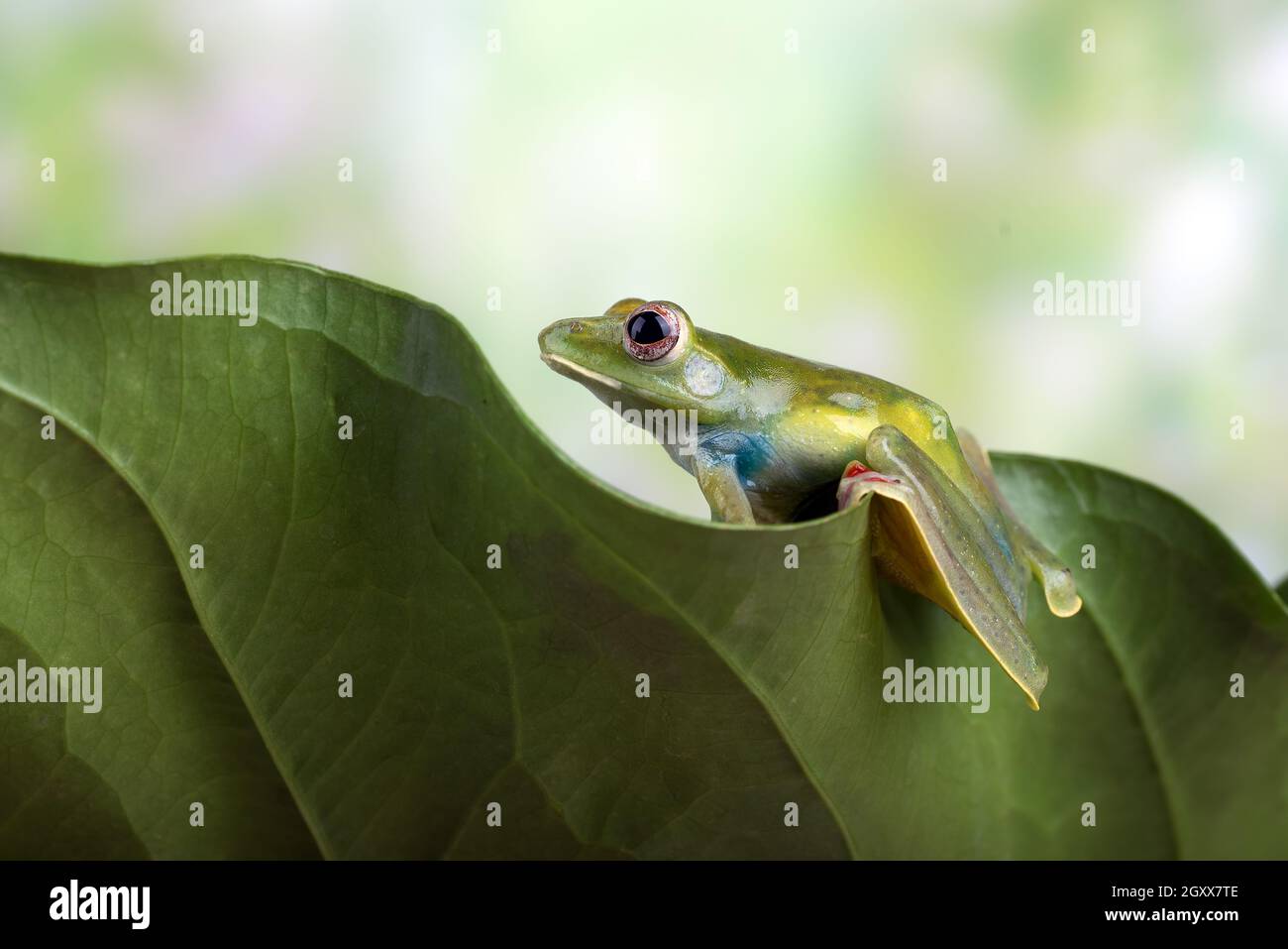 Malayan tree frog sitting on an Anthurium leaf, Indonesia Stock Photo
