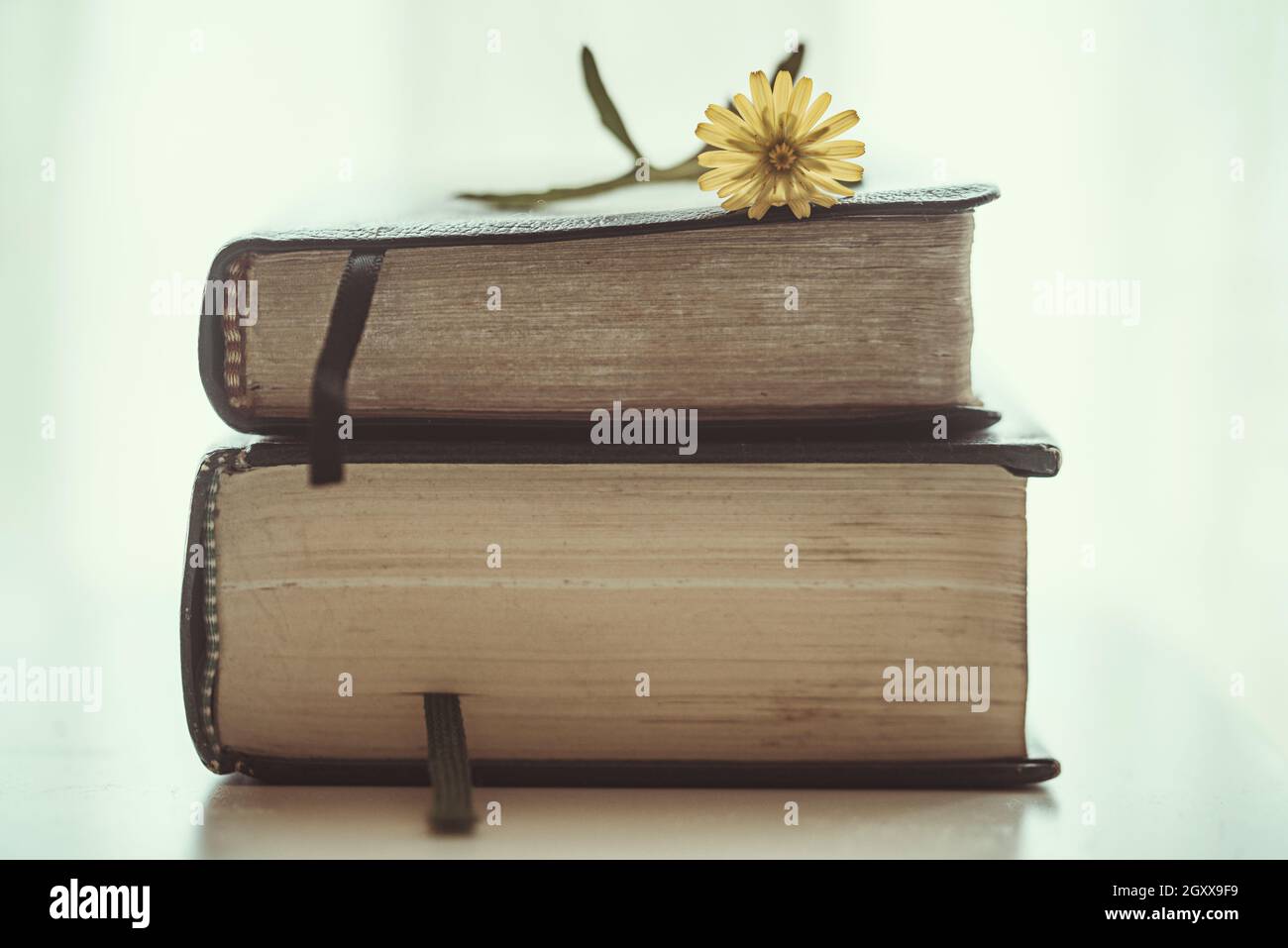 Flower on top of two hardback books on a table Stock Photo