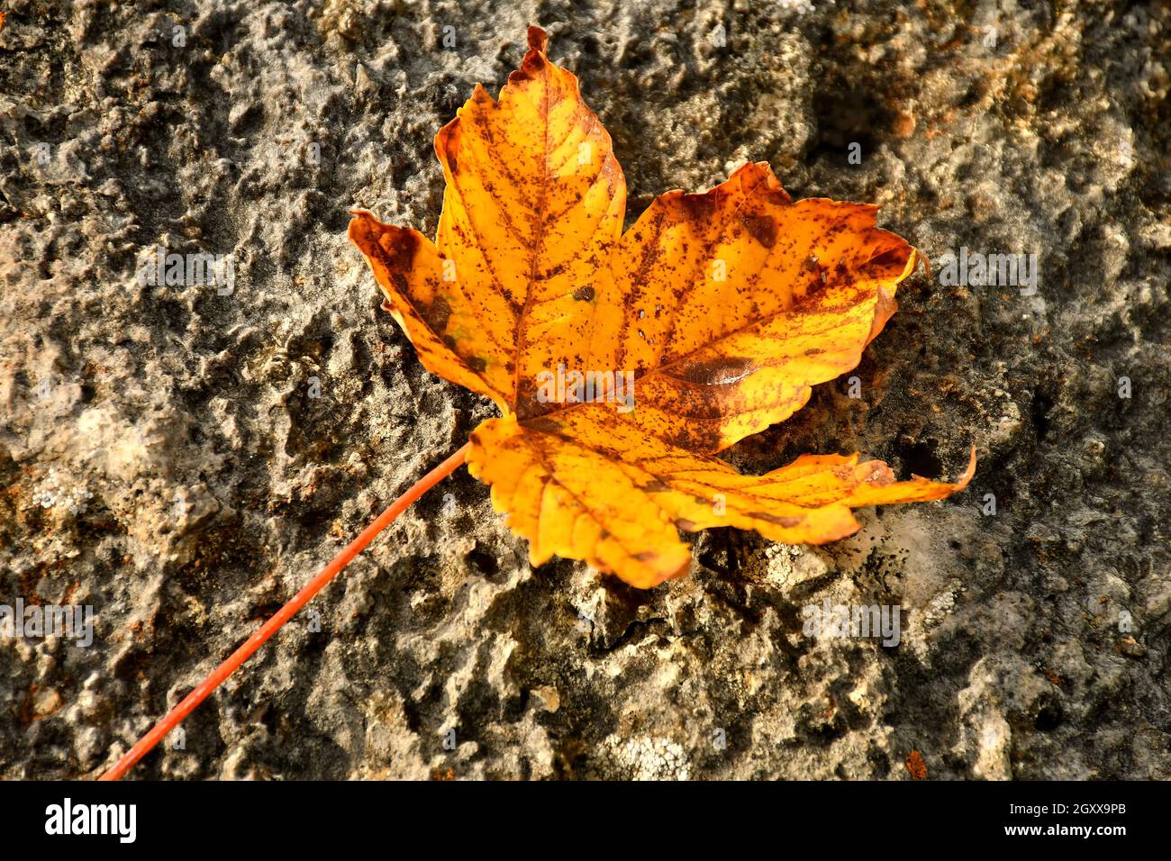 autumnal colored maple leaf in backlit on a rough stone Stock Photo