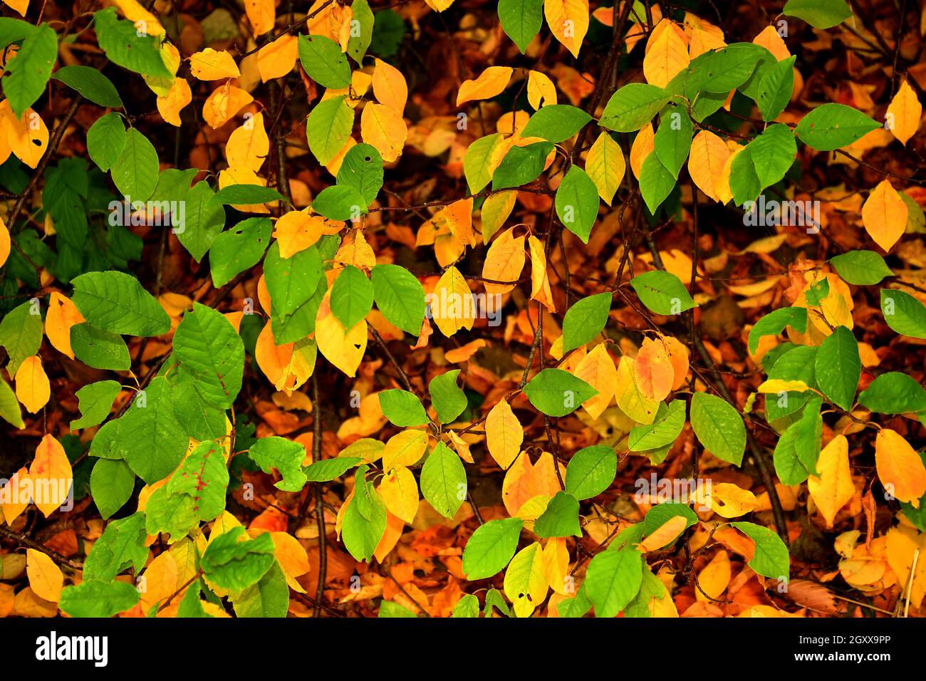 autumnal colored yellow and green leaves on a bush Stock Photo