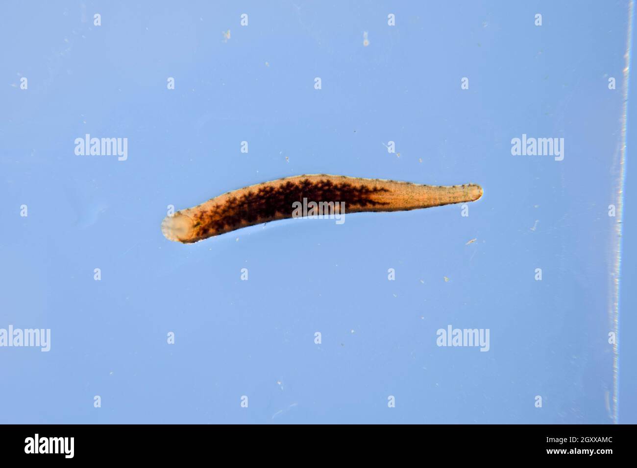 Leech on the glass. Bloodsucking animal. subclass of ringworms from the belt-type class. Hirudotherapy. Stock Photo