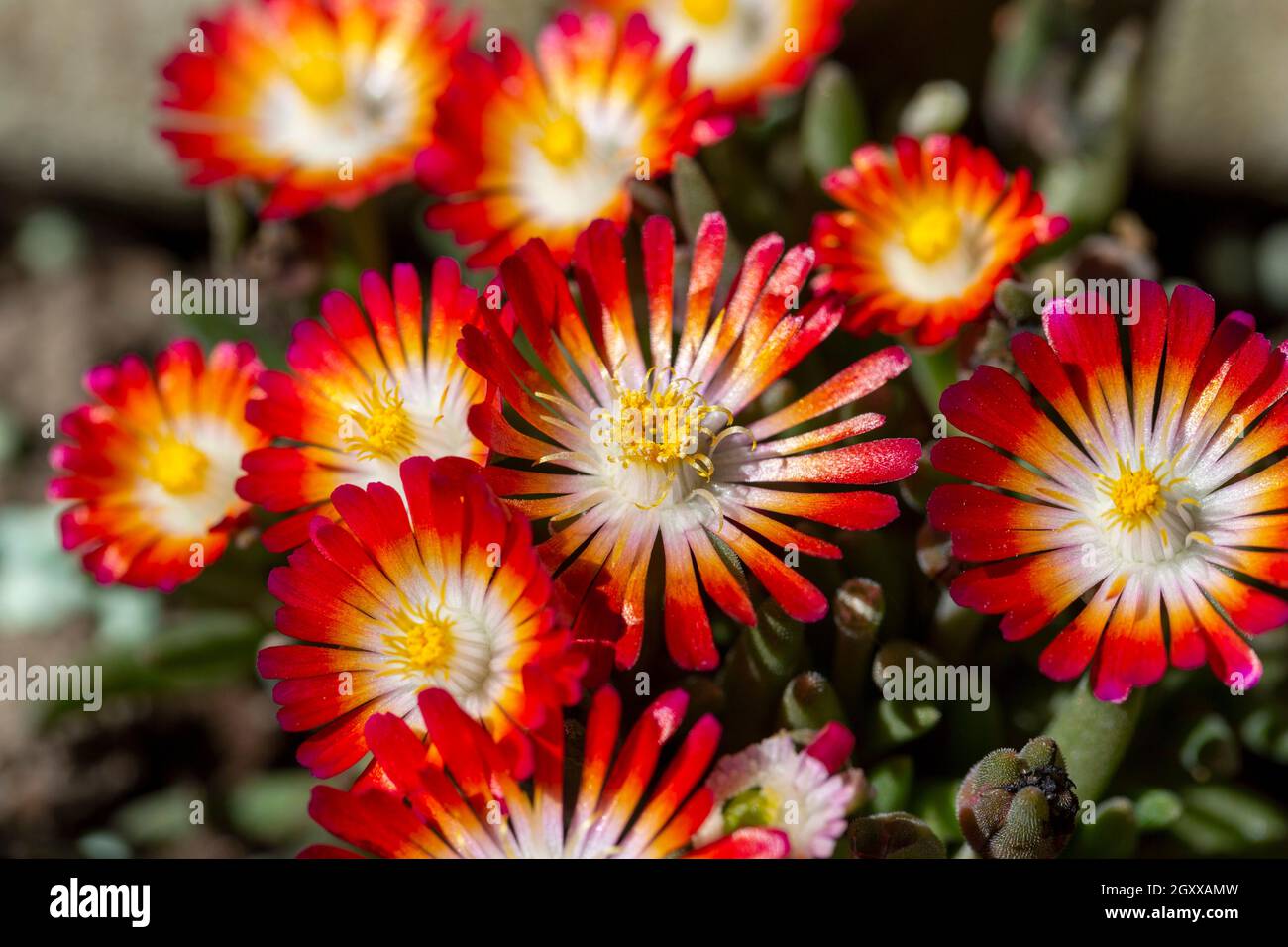 Beautiful spring small white and red flowers of Delosperma blooming in the garden, close up Stock Photo