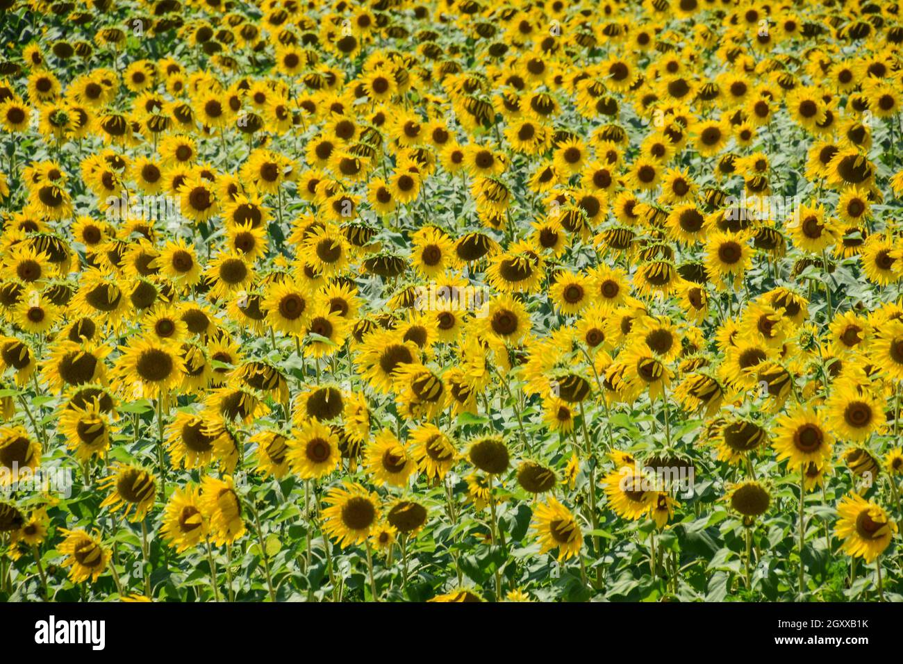 Flowering sunflowers in the field. Sunflower field on a sunny day ...