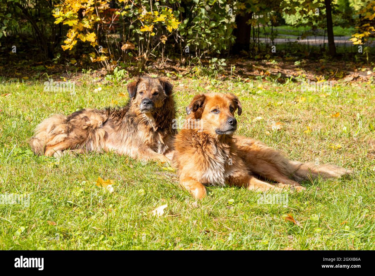 Two big dogs on the grass, dogs with brown, red fur lying at the city park, pooch or cur dog Stock Photo