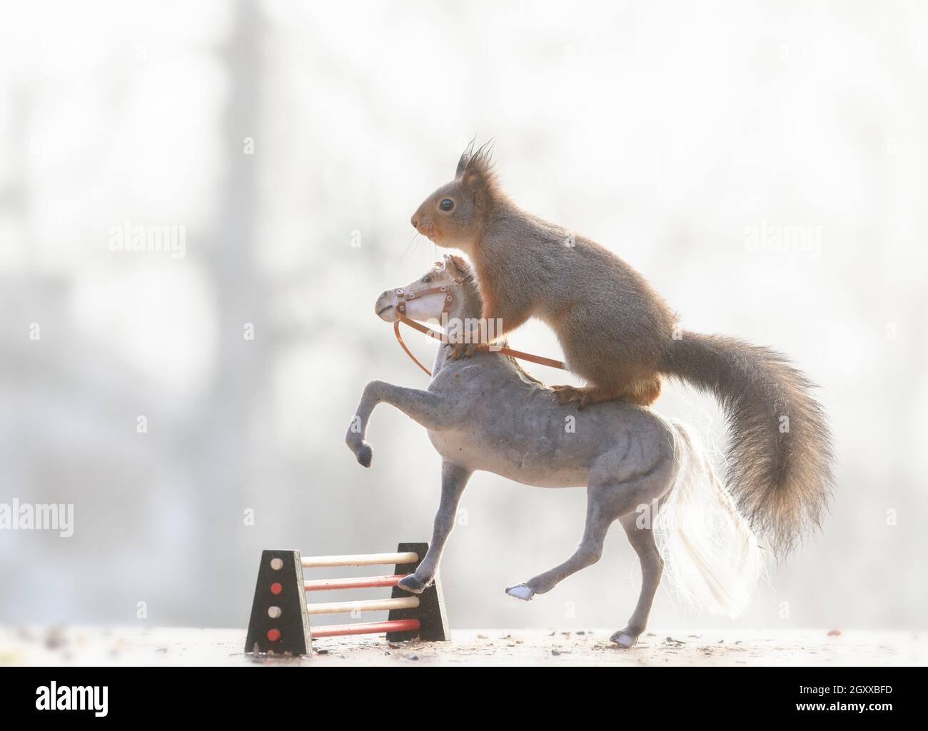 Eventing horse snow hi-res stock photography and images - Alamy