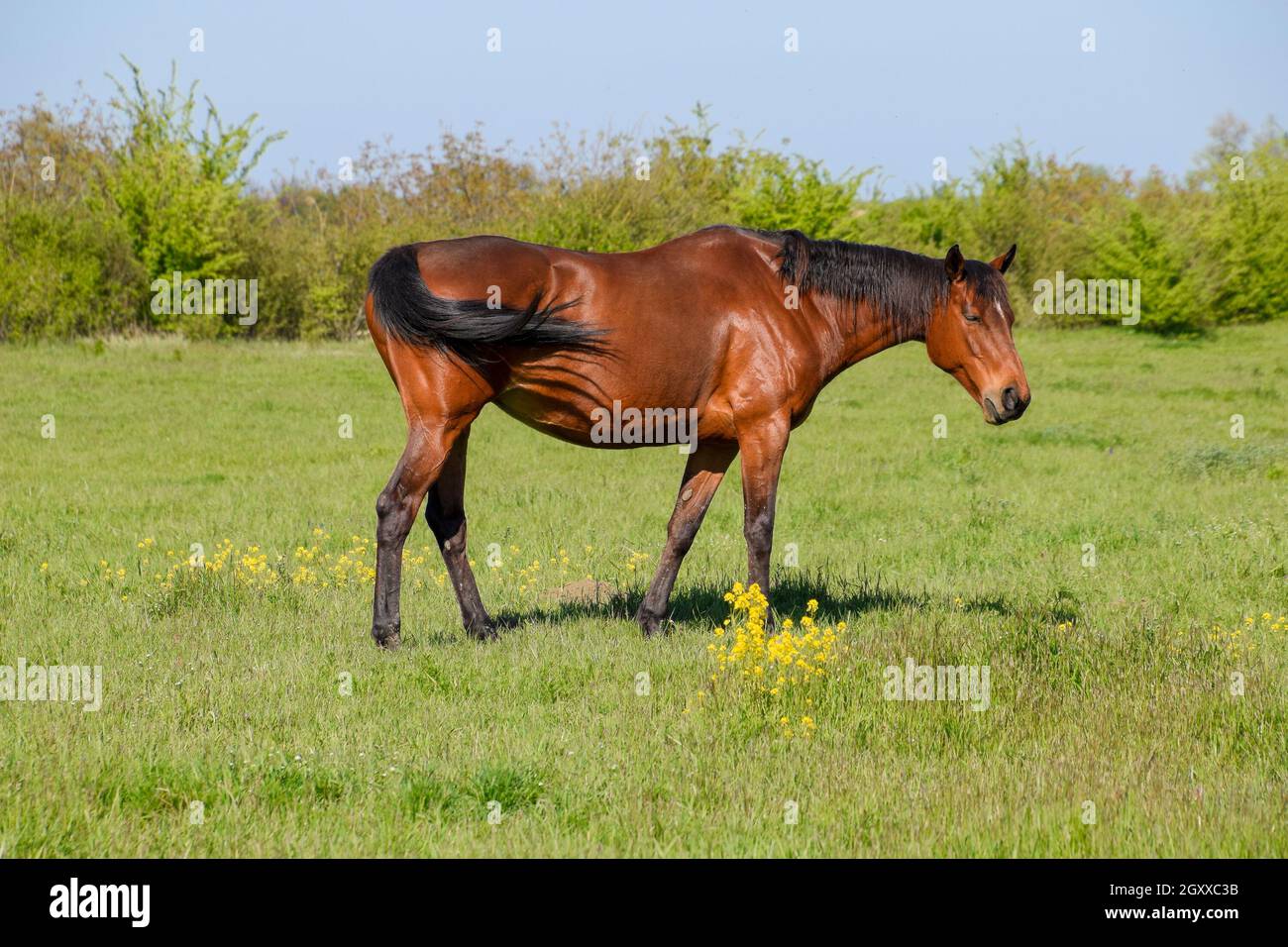 Horses graze in the pasture. Paddock horses on a horse farm. Walking