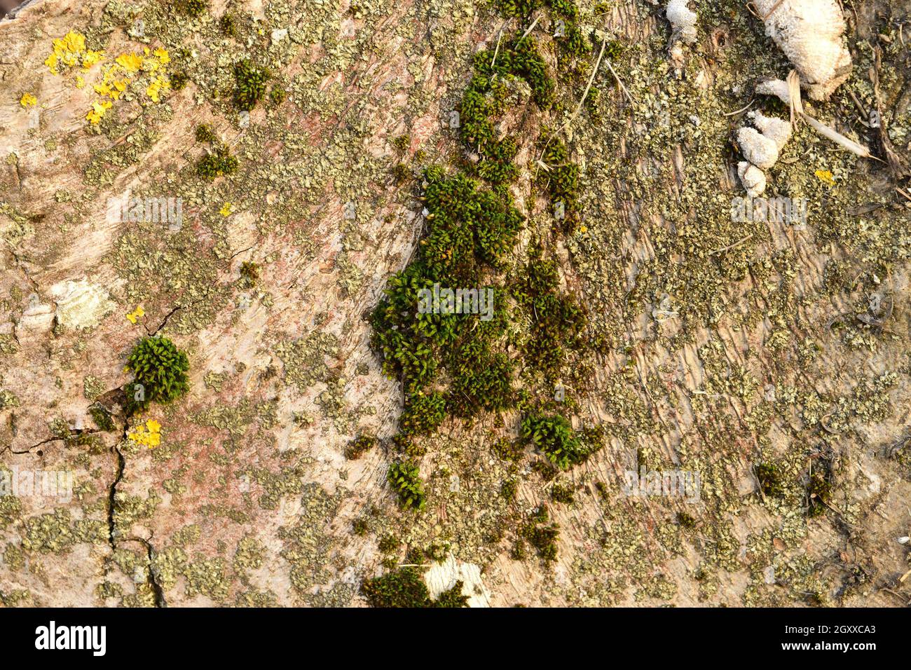 Moss and lichen on the bark. Old stump rot and therefore serves as a power supply for new organisms. Stock Photo