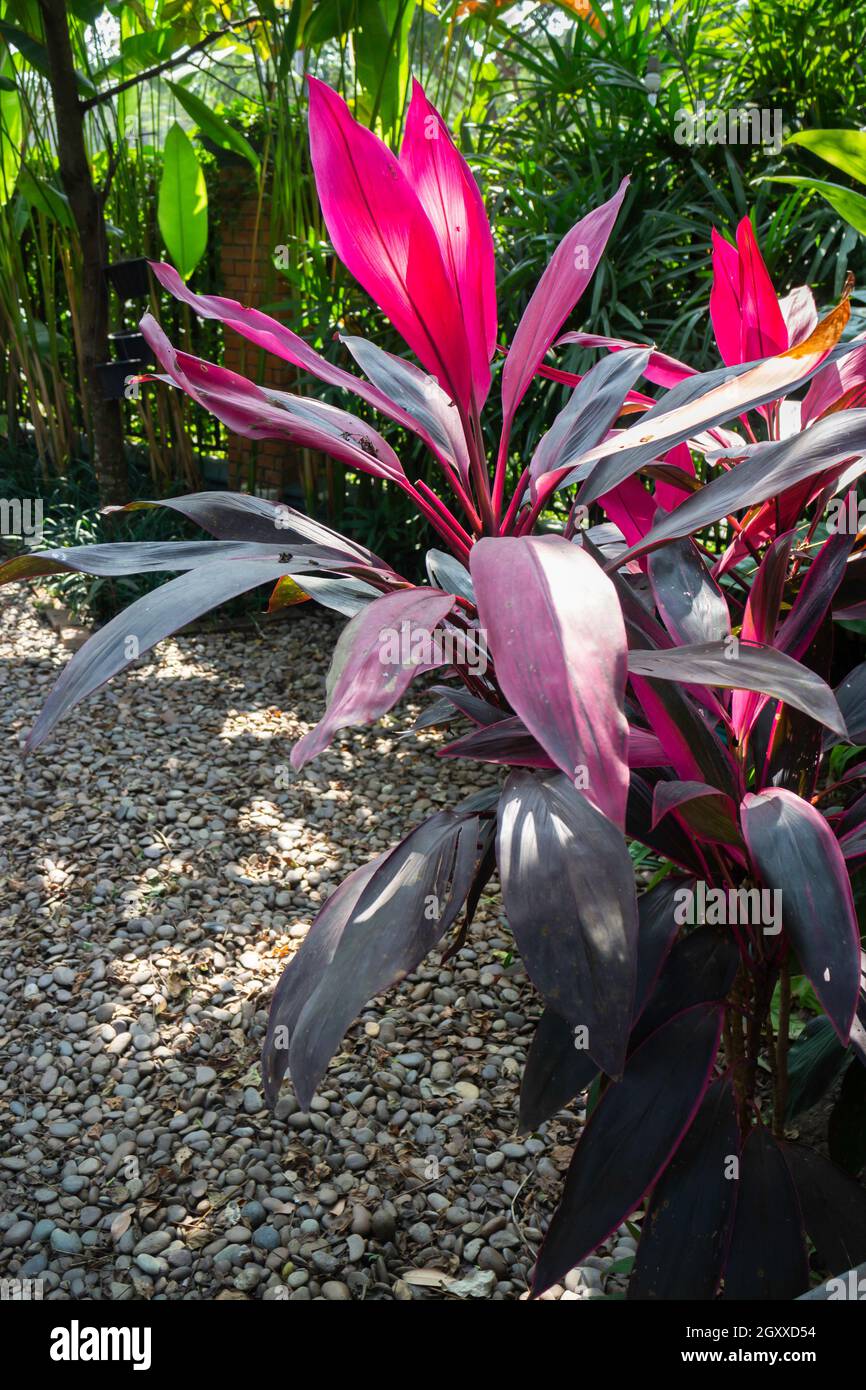 Green outdoors garden plants in resort, stock photo Stock Photo Alamy