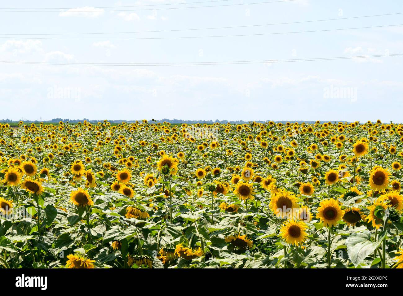 field of blooming sunflowers on a background sunset Stock Photo - Alamy