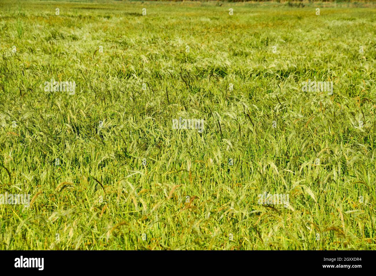 Field of rice in the rice paddies. Rice cultivation in temperate ...