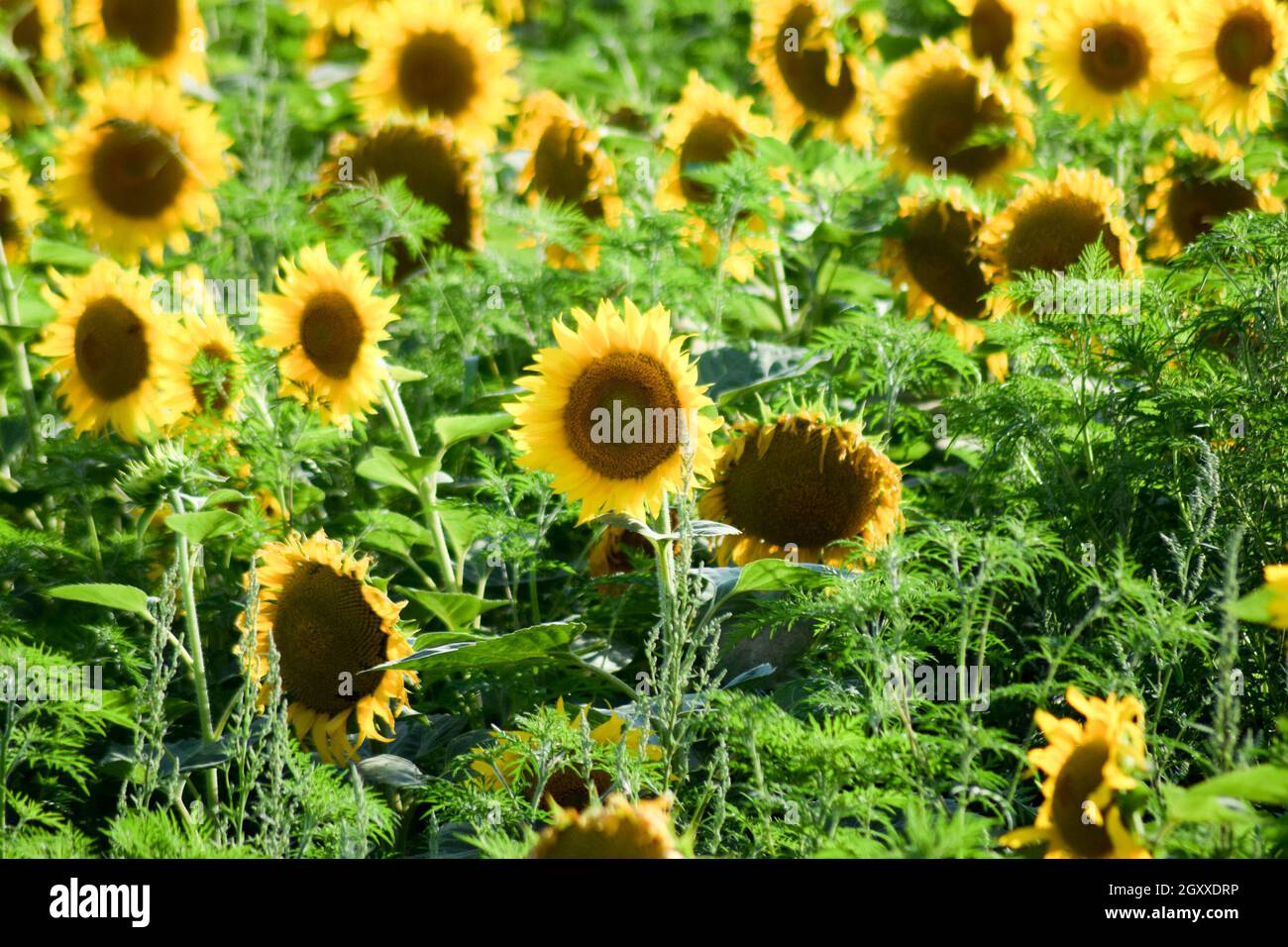 field of blooming sunflowers on a background sunset Stock Photo - Alamy