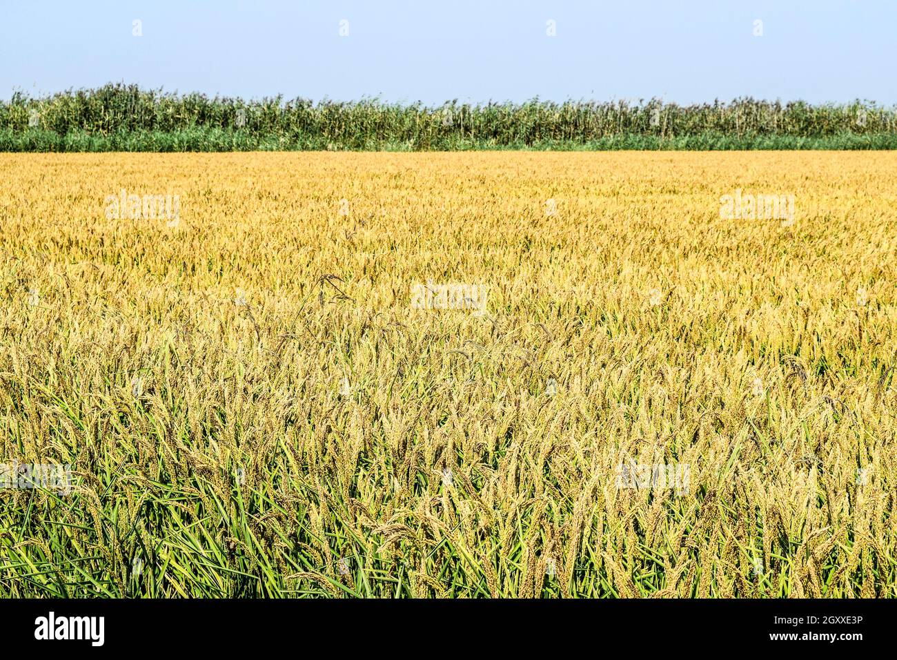Field of rice in the rice paddies. Rice cultivation in temperate ...