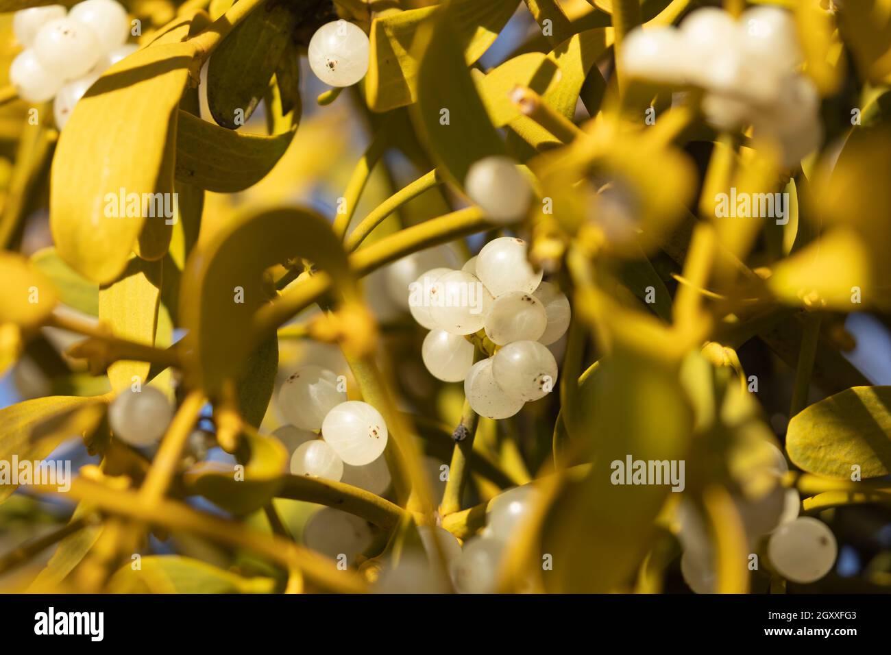 Mistletoe, or Viscum album, of the family Santalaceae, growing on the branches of an almond tree, near the Moncayo natural park, Aragon, Spain Stock Photo