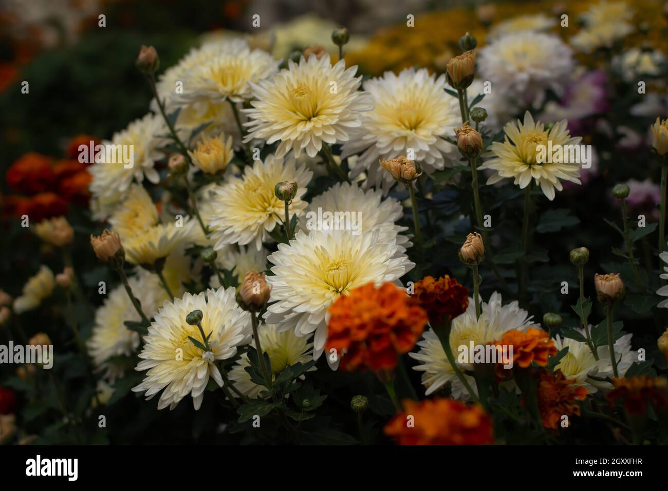 Chrysanthemum garden. White autumn flowers among orange ones in a flower bed. Beautiful delicate chrysanthemums bloomed in the park. Soft focus, dimme Stock Photo