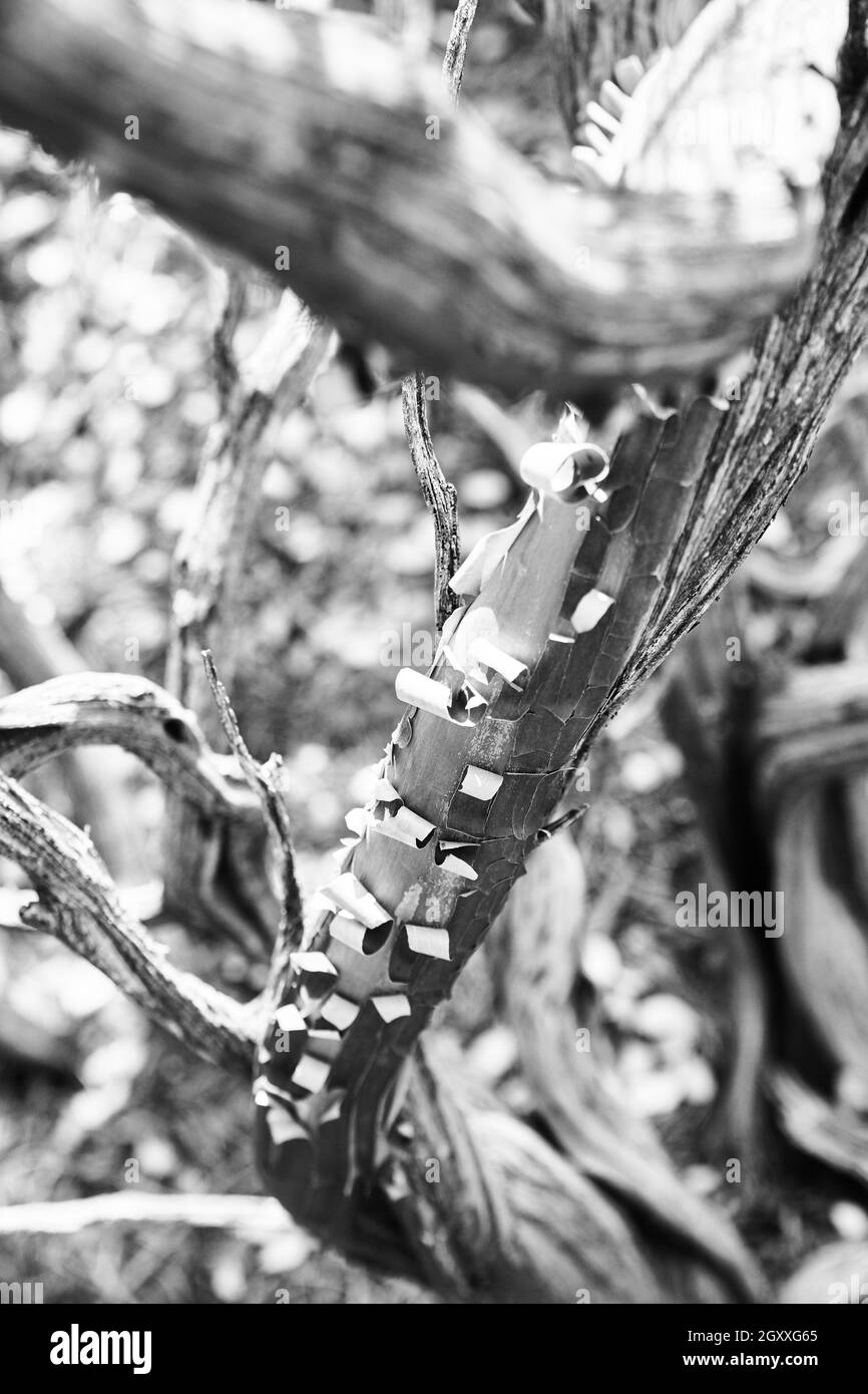 Black and white bark peeling in perfect curls on a desert tree Stock Photo  - Alamy