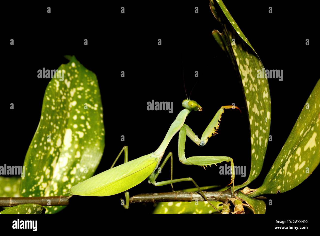 Big female of praying mantis (Mantodea) on green leaf, Sulawesi