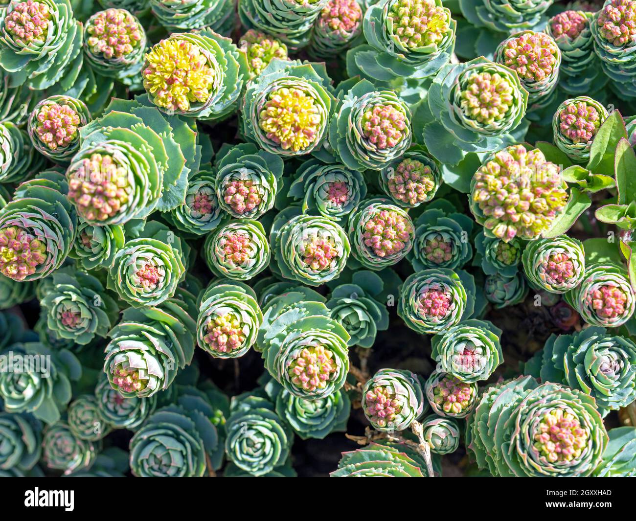 Closeup of the growing tips of the sedum Rhodiola rosea seen from above Stock Photo