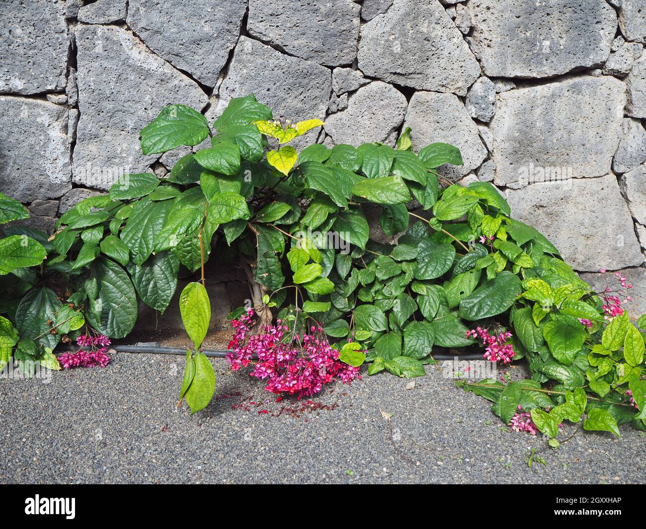 Bleeding heart vine, also known as glory bower, growing beside a stone ...