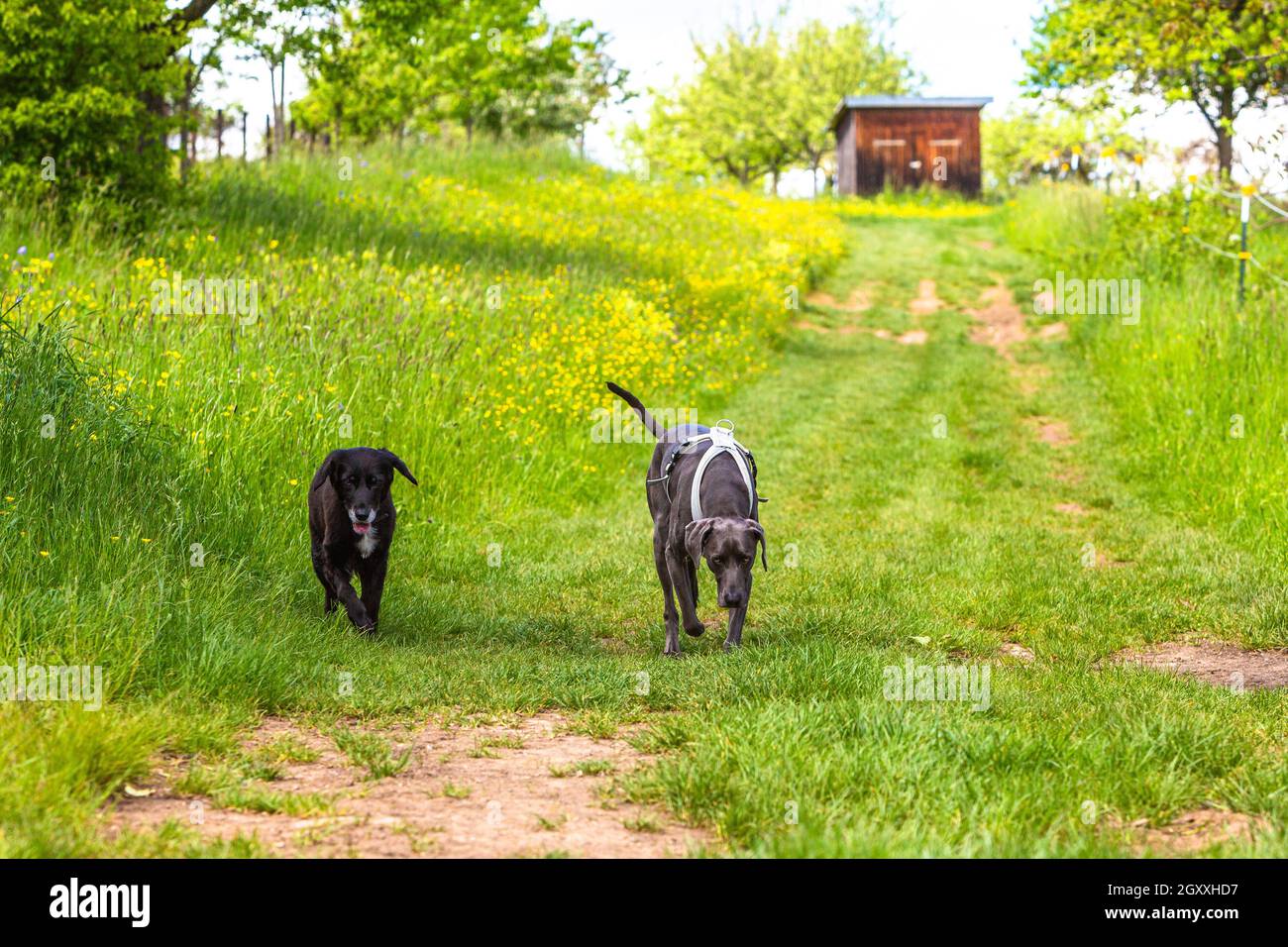 two dogs on a green meadow comming back to owner Stock Photo - Alamy