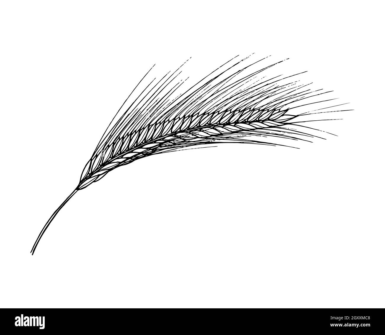 Ear of wheat with grains hand-drawing doodling. Contour black silhouette. Vector illustration Stock Vector
