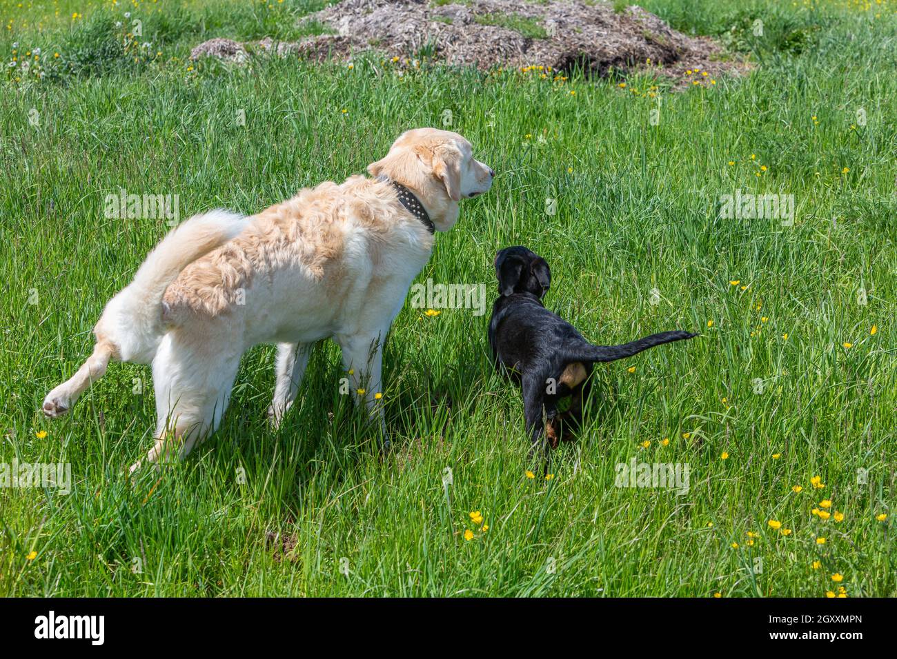 do puppies learn from older dogs