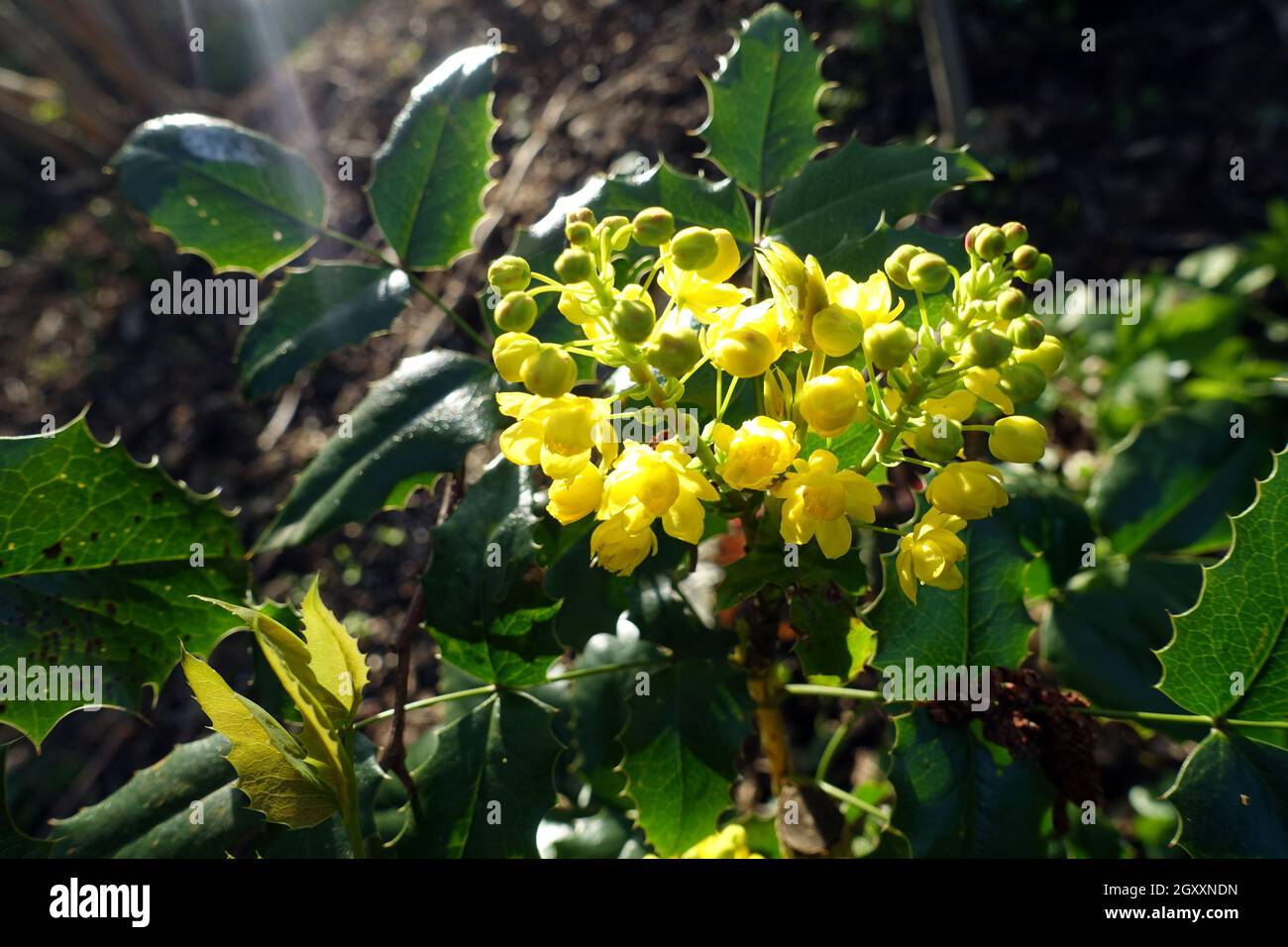 gelbe Blüten einer Gewöhnlichen Mahonie oder Stechdornblättrige Mahonie (Berberis aquifolium), Weilerswist, Nordrhein-Westfalen, Deutschland Stock Photo