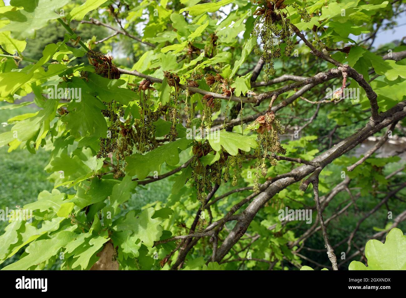 Stieleiche, Sommereiche oder Deutsche Eiche (Quercus robur, Syn. Quercus pedunculata) - männliche Blüte, Weilerswist, Nordrhein-Westfalen, Deutschland Stock Photo